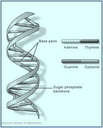 DNA